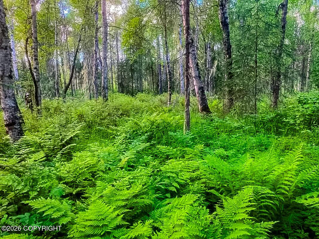 ASLS Papa Bear Lake Area, Talkeetna AK 99676